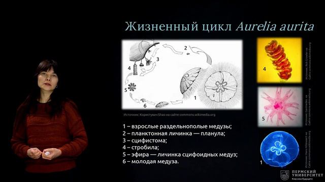Кишечнополостные | Открытый университет