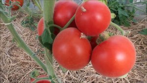 ТОМАТЫ, КОТОРЫЕ ТОЧНО СЕЯТЬ НЕ БУДУ. ЭТИ СОРТА МНЕ НЕ ПОНРАВИЛИСЬ