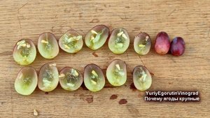 ? Почему на винограде МЕЛКИЕ ЯГОДЫ. Что и когда нужно сделать, чтобы ЯГОДЫ были КРУПНЫМИ. Горошение