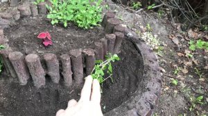 Первое цветение обриеты. Высаживаем петунию и колеусы