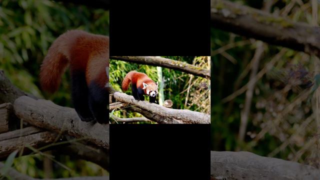 "Through the Eyes of the Fire Fox: The Wonders of the Red Panda World"