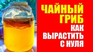 Чайный Гриб с Нуля. Как Правильно Вырастить Чистую Культуру