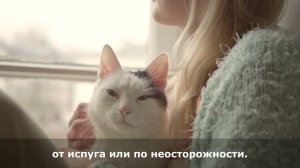 КОШКИ НЕ ПТИЦЫ