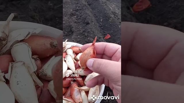 ПОСАДКА ЛУКА СОРОКОЗУБКА В ОТКРЫТЫЙ ГРУНТ В 2023 ГОДУ. ОГОРОД НА КУБАНИ. shorts#