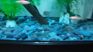 Аквариум на 35 литров