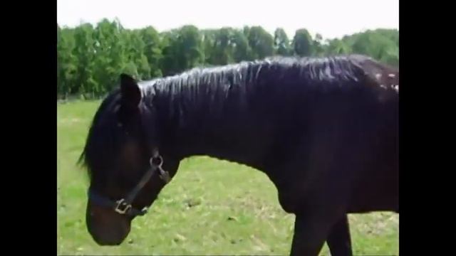 Игрим смотреть онлайн