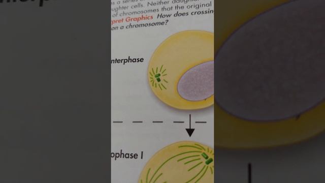 interphase 2