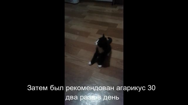 Котенок с атаксией