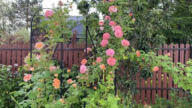 Роза Алхимист и Концерто 94 у неё в ножках. #розы_в_Подмосковье #роза _алхимист смотреть онлайн