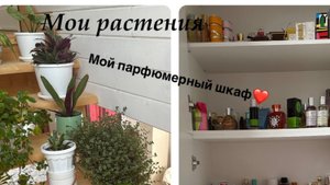 Мои растения и мой новый парфюмерный шкаф 2024☀️☘️🌷