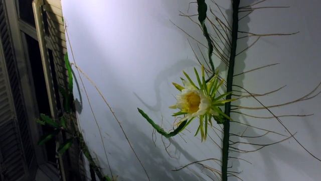 Hylocereus (dragonfruits) Cactus Crawler Flower Time lapse смотреть онлайн