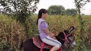 Chinesse girl driving through the field. Китаянка на муле