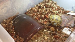 Среднеазиатская черепаха дома. Завтрак Оливки. Спячка черепах: почему Оливка не будет спать зимой.