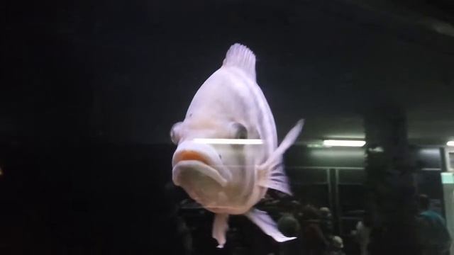 Зебровая тиляпия. смотреть онлайн