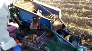 Картофельный комбайн однорядный под минитрактор сделан умельцем своими силами
