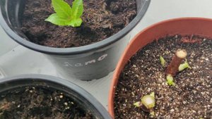 Эксперимент укоренения метельчатой гортензии одревесневшими черенками.