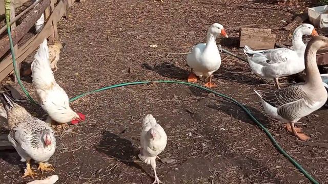 Усадьба в деревне , птица и козы в моём хозяйстве. смотреть онлайн