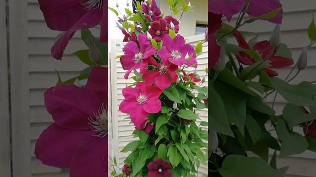 Klematis Rouge Cardinal 🌱🌸🌿. смотреть онлайн