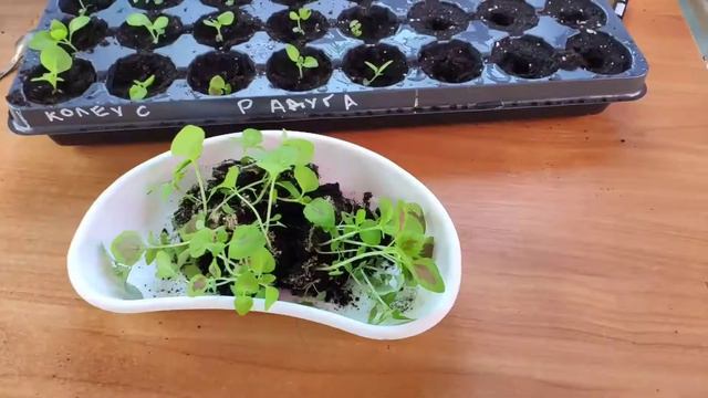 Рассадил рассаду колеусов. смотреть онлайн