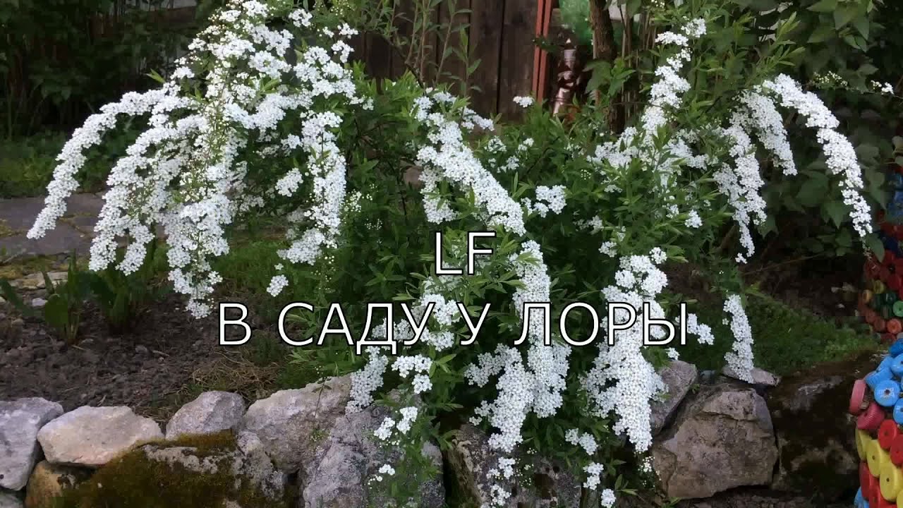 6 самых красивых цветущих декор.кустарников.