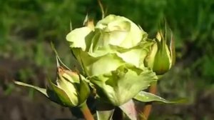 Rose Amandine (Амандина роза)