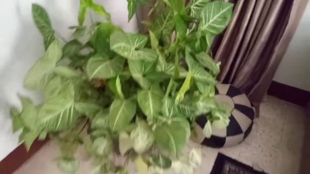 "Indoor decoration plants "Syngonium смотреть онлайн