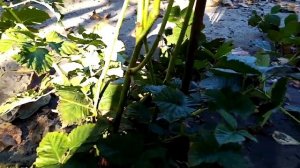 ежевика, обрезка ремонтантных сортов.