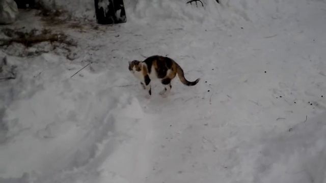 Нельзя кошке жить без когтей