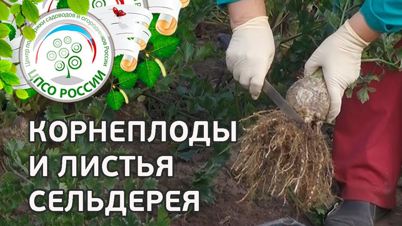 Как собирать урожай сельдерея. Выращивание сельдерея корневого.