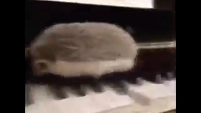 Ёжик на пианино. смотреть онлайн