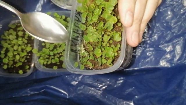 Выращивание земляники из семян.Обзор всходов спустя 20 дней.