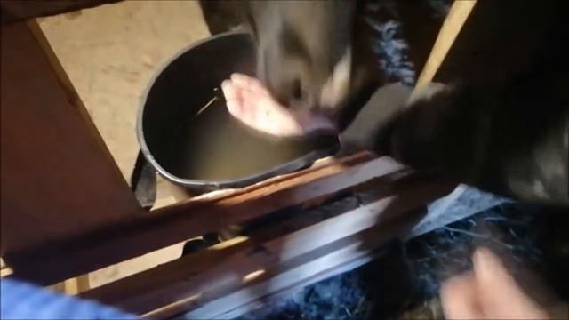 Свершилось чудо