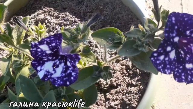 ПОИЛКА ДЛЯ  МУЛАРДОВ.ЧИСТО И СУХО?