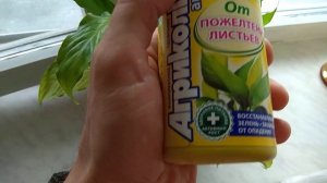 Средство от пожелтения листьев комнатных растений