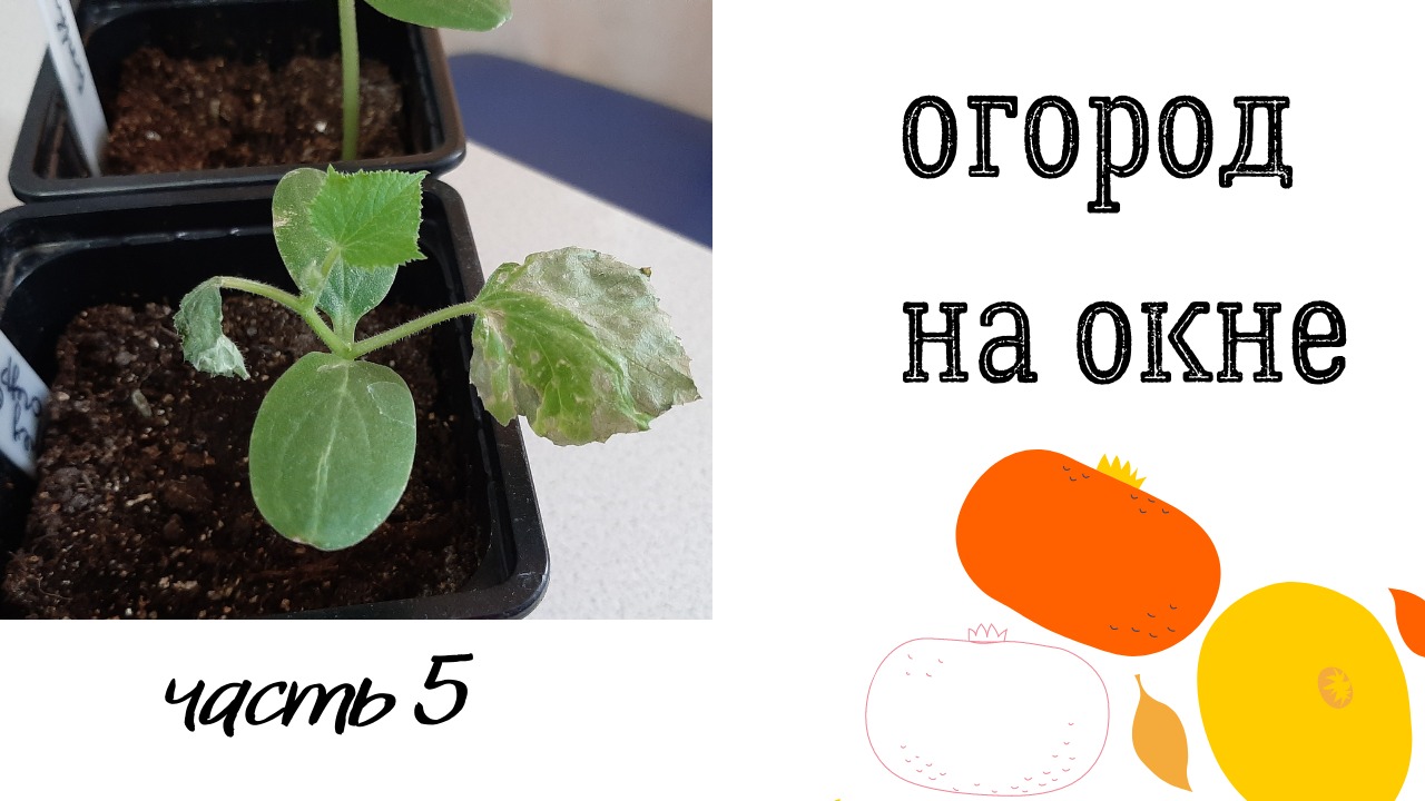 Огород на окне. Огурцы заболели. часть 5