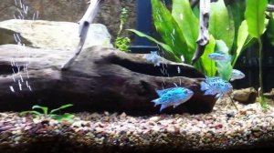 Electric Blue Jack Dempsey Aquarium