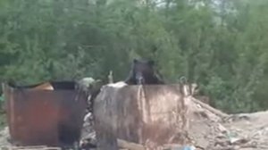 офигевшые мидведи