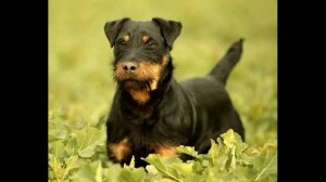 Ягдтерьер: плюсы и минусы породы.