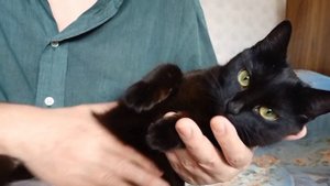 Как помочь коту или кошке сходить по большому. Массаж кошачьего животика.