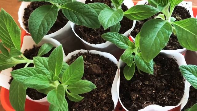 Рассада Гелиотропа на 28.03.21. Чем подкармливаю. Какие семена высевала. смотреть онлайн