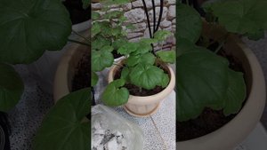 Пенопласт как дренаж для комнатных растений, отличный результат👌