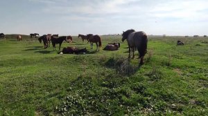 Обзор жеребят.| Жасминка и Барсик держатся вместе.