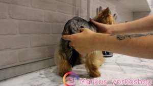 КАК ПОДОБРАТЬ ОДЕЖДУ ДЛЯ ЙОРКА? Обувь и одежда. Как померить собаку ?