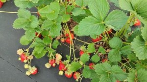 Клубника #Малга -сорт нейтрального светового дня с высокой урожайностью