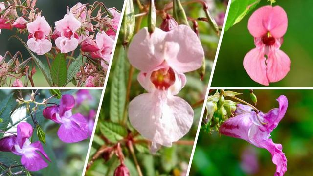 "DR.BACH" FIRST REMEDY IMPATIENS (4) смотреть онлайн