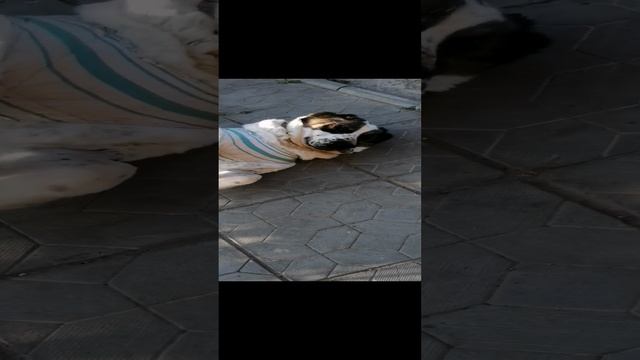 Алабайка после операции #питомникшилеле