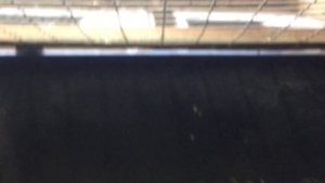 Вес крольчат Советской шиншиллы в 2 месяца