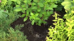 ПЕРЕСАДКА МЕТЕЛЬЧАТОЙ ГОРТЕНЗИИ. Пересаживаю Пастель грин. ПРОЦЕСС ПЕРЕСАДКИ.