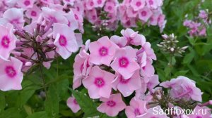 Флокс Милена селекции В,Г  Борисовой