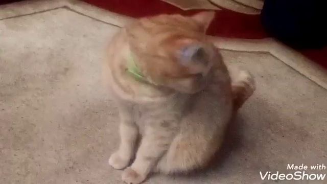 Мои четвероногие любимцы! смотреть онлайн